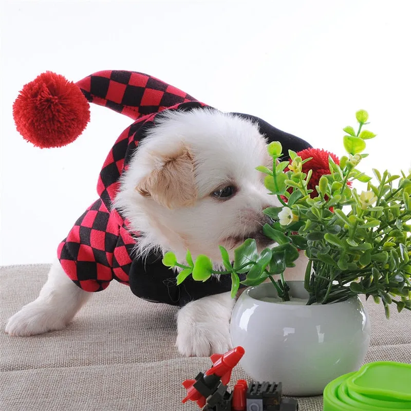 Dog's Jester Costume